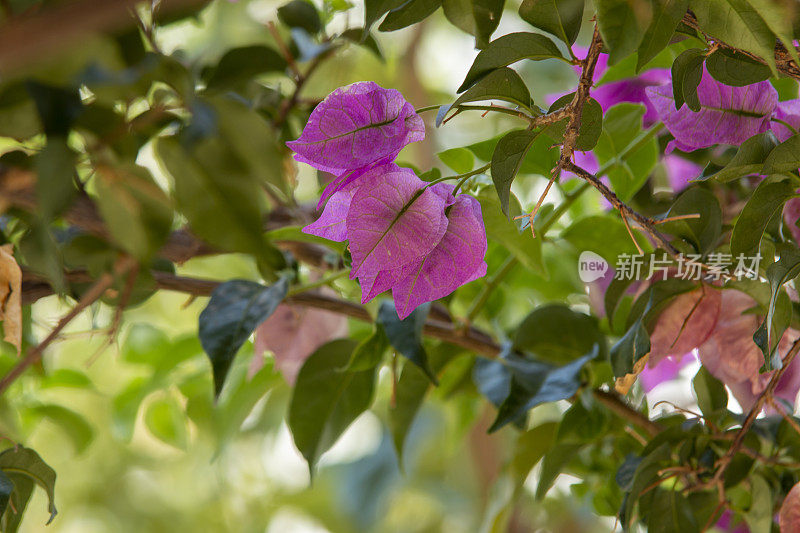 五颜六色的花，玫瑰和自然界的刺