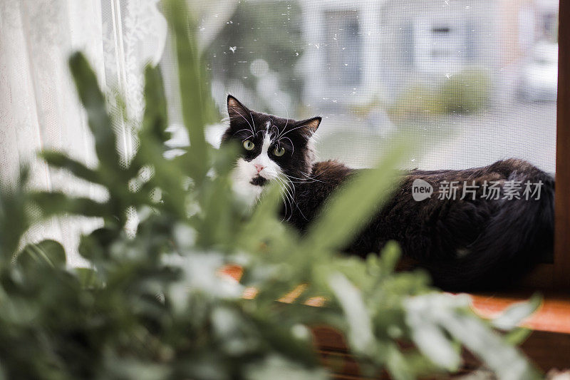 一只黑猫躲在室内植物后面