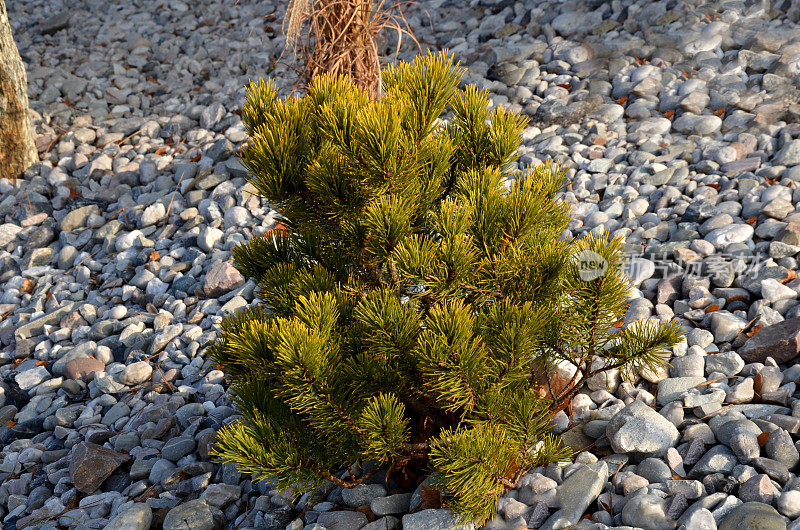 苏格兰松是一个低物种和品种冬金更低。此外，这种紧密生长的针叶树拥有一个更大的岩石花园的金针末端