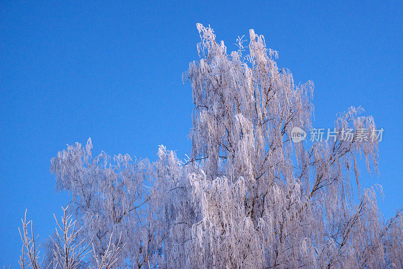 白雪覆盖的树木映衬着蓝天