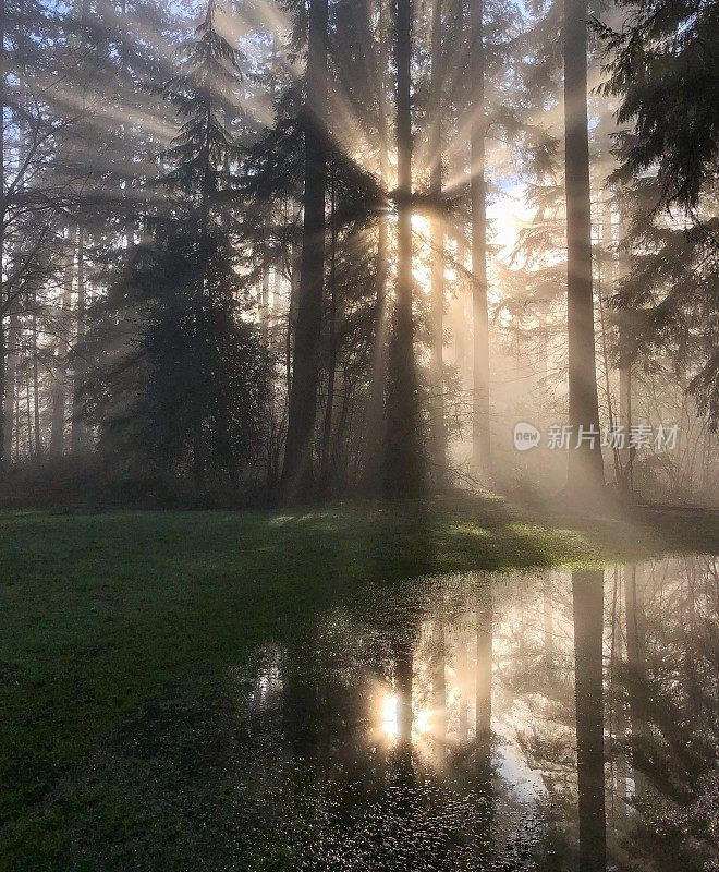 加拿大温哥华的热带雨林中，阳光灿烂