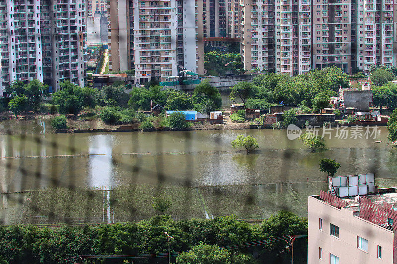 图像为淹水的耕地，淹水的农业建筑，农田被划分为矩形块的农业区，印度季风季节，公寓和办公楼的背景