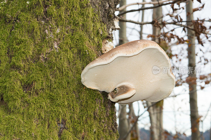 桦树多孔菌菇