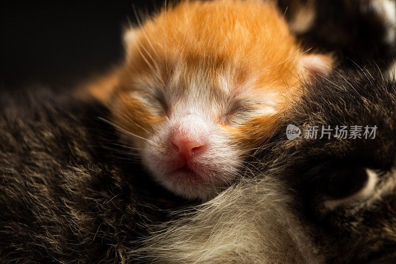 新出生的可爱小猫的特写镜头