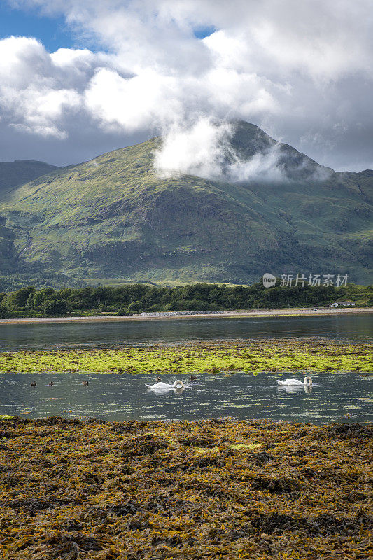 在苏格兰格伦科的布里海滩上，天鹅在游泳，低云飘过一座山。