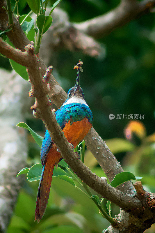 树上美丽的小鸟