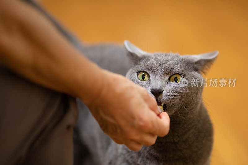 一只漂亮的灰色家猫得到了主人的款待