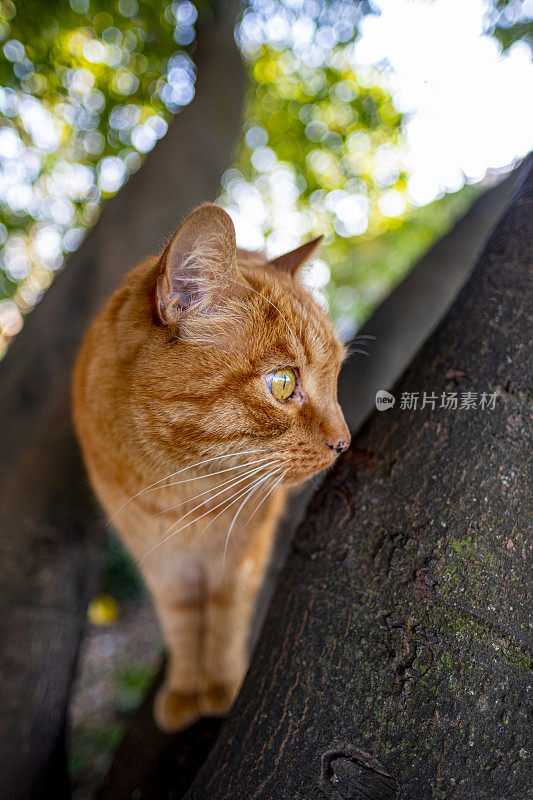 红猫在植物上