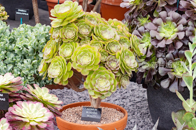 英国伦敦的Aeonium“害羞的美人”