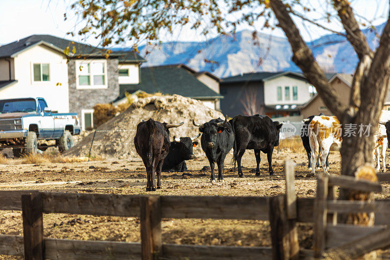 在畜栏内肉牛西部科罗拉多州畜栏牲畜旁边的住宅分区城市蔓延背景照片系列