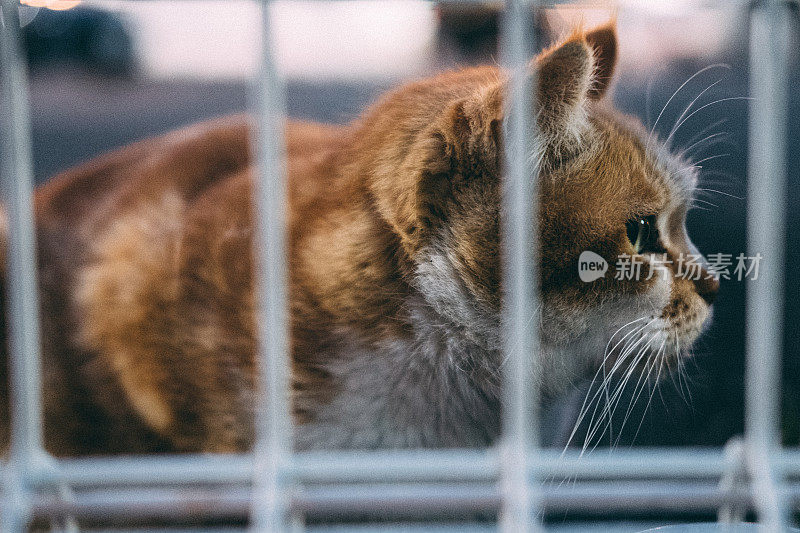 笼子里的愁眉苦脸猫