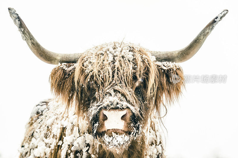 在冬天的雪地里的苏格兰高地牛群的肖像