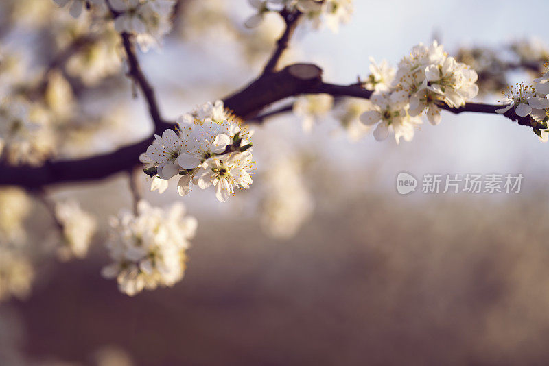 果园春花盛开