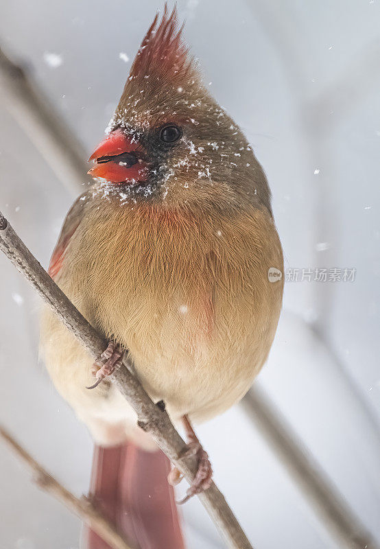 红衣主教在暴风雪