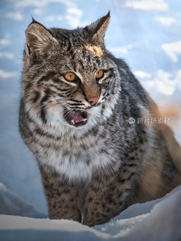 山猫放松