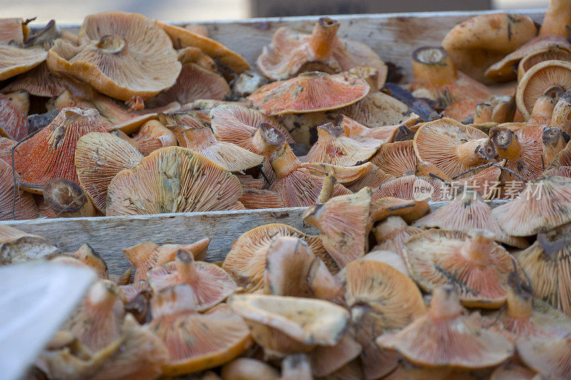 松茸野生藏红花乳香菇西班牙加泰罗尼亚里波尔赫罗纳