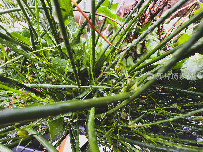 绿色的花园植物被雨滴覆盖。