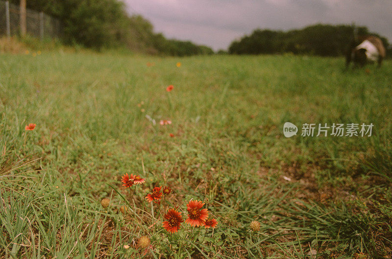 近距离拍摄了俄勒冈州田野里的红花，背景中有只狗