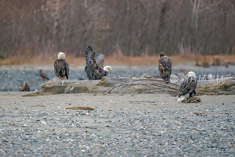 一群白头鹰吃饱鲑鱼后坐在圆木或岩石上