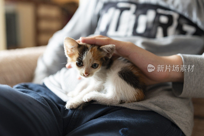 男孩喜欢膝上的小猫。