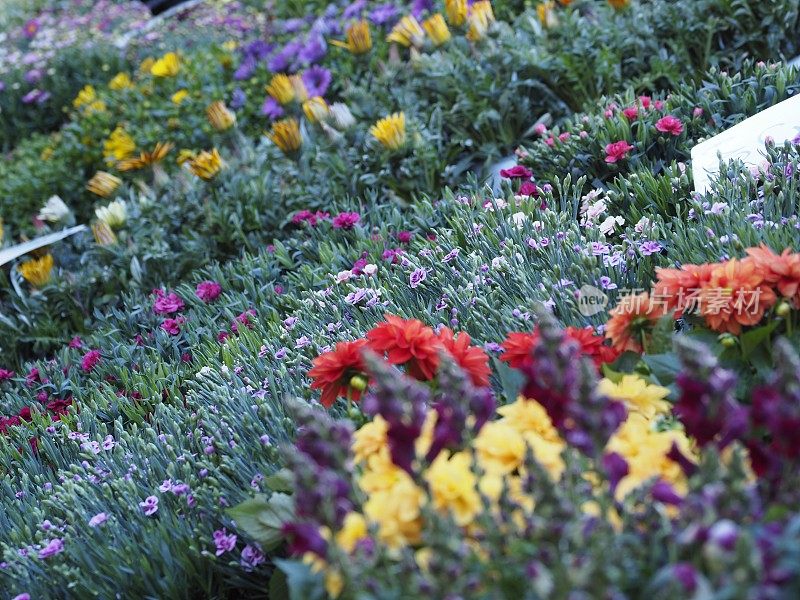 米兰运河上的花卉市场