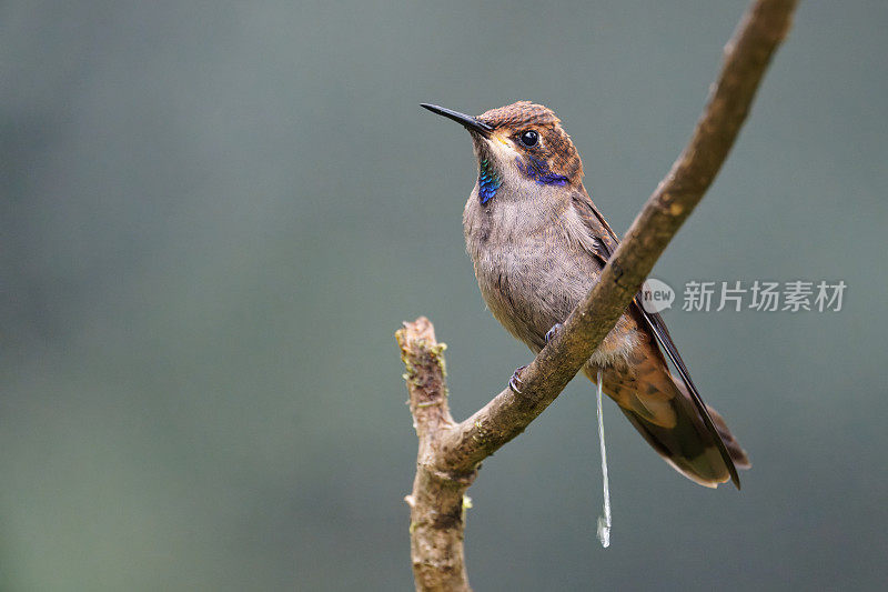 布朗Violetear蜂鸟