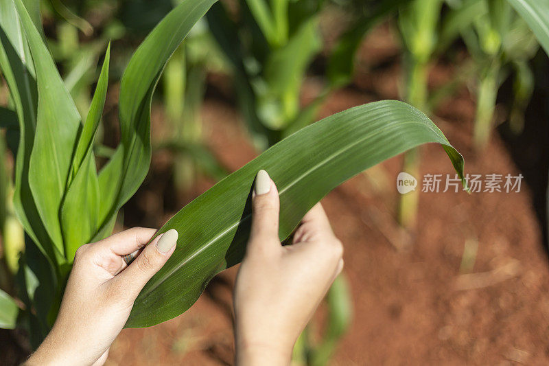 黑人妇女的手触摸着玉米植株的叶子