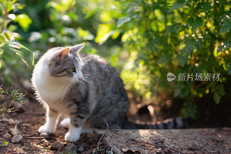 可爱的虎斑猫在草药花园与猫薄荷