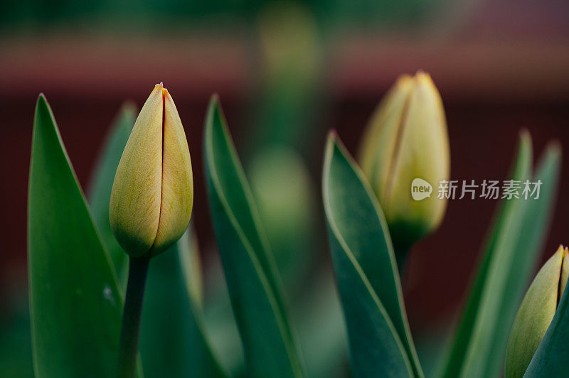 花园里有杂色红色郁金香的花坛