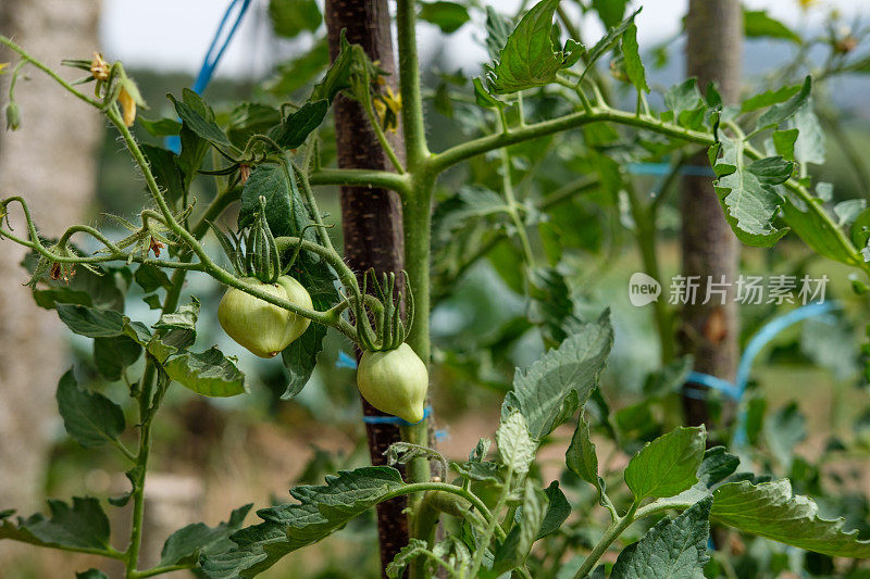 绿色的西红柿还在植株上