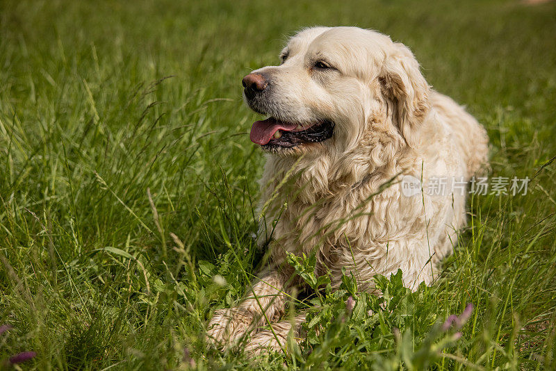 可爱的金毛猎犬躺在草地上，喘气