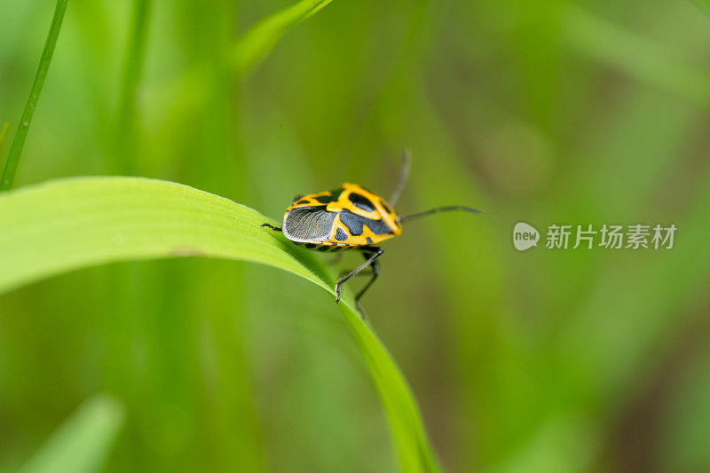 一只背上有黑点的黄色小甲虫在一片草叶上行走