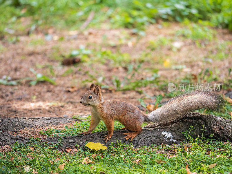 秋天的松鼠在黄叶飘落的青草上藏坚果