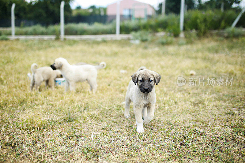 小袋鼠牧羊犬躺在草地上