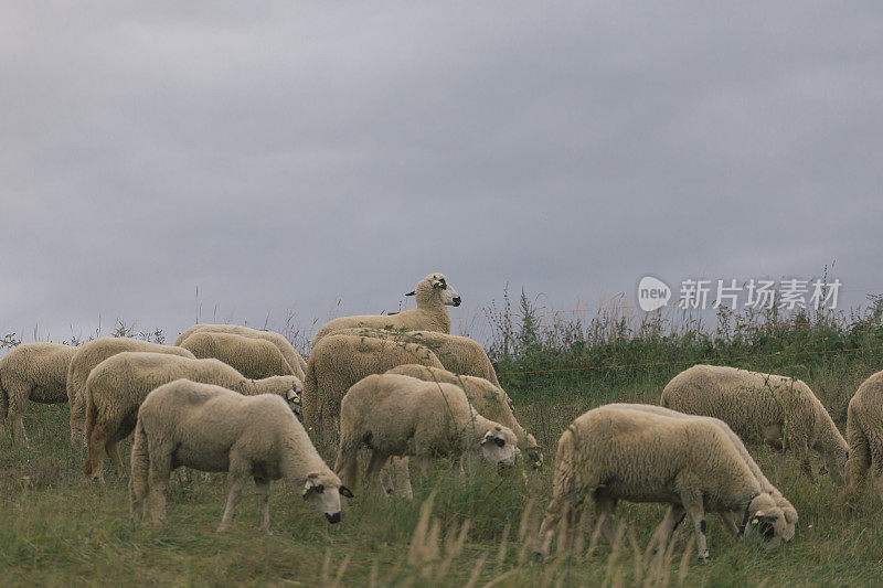 一群羊在牧场上