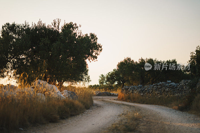 黄金时间，布拉克的达尔马提亚，橄榄树之间尘土飞扬的道路