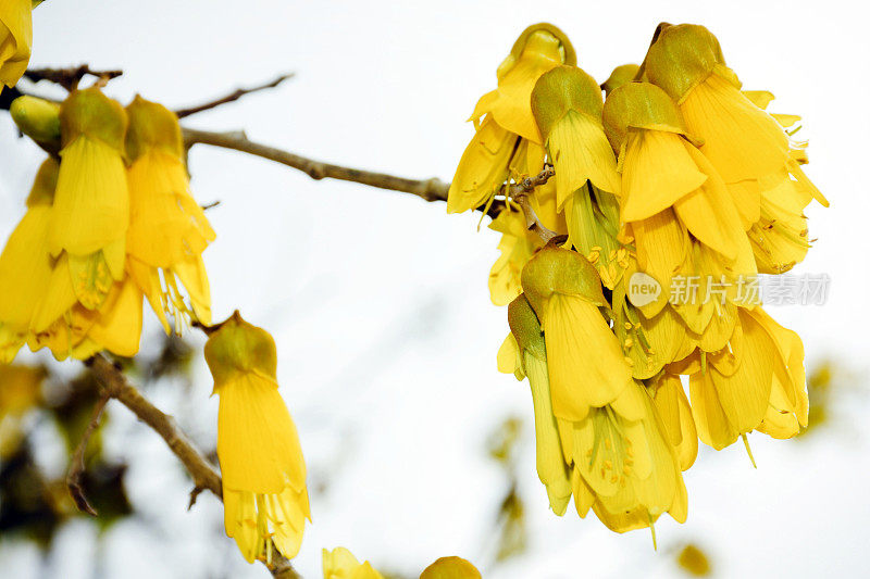 新西兰本地槐花小叶或槐花