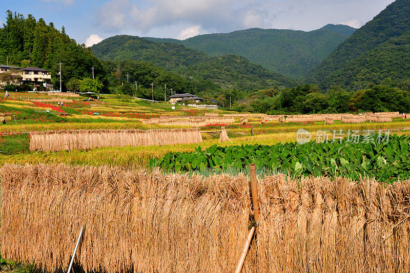 秋日的寺坂梯田，位于琦玉县秩父县