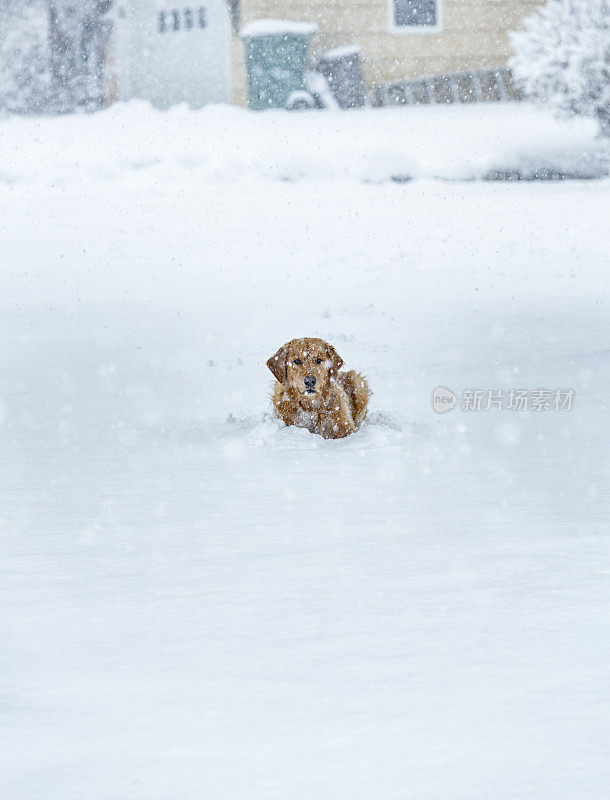 顽皮的金毛猎犬躺在深深的暴雪雪中