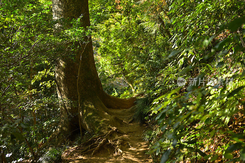 秋天的风景，高尾山，日本东京(11月-2022年)