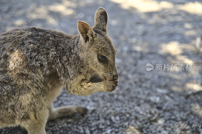 在石头表面上想吃东西的澳大利亚小袋鼠