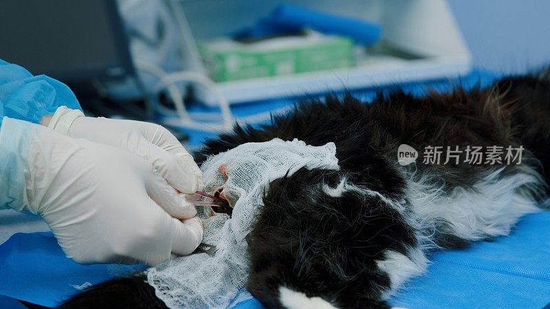 兽医在阉割手术中移除猫的睾丸