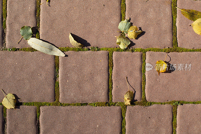 绿色的苔藓生长在柏油路上，苔藓生长在石头和秋叶之间的缝隙中，形成了铺好的道路的纹理