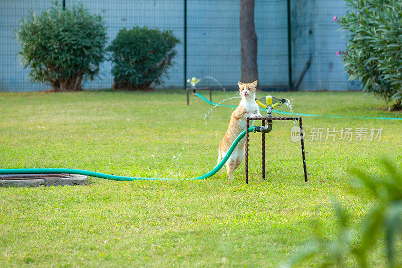 猫喝水