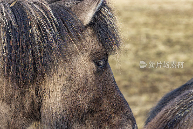 冰岛马的特写，这是一种只能在冰岛繁殖的马