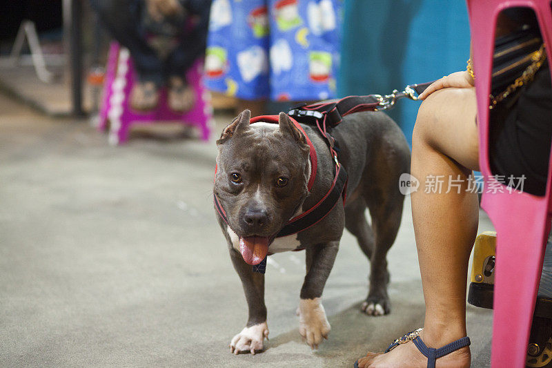 狗站在女人的腿边