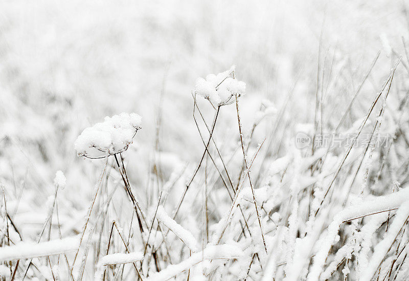 冬天的草被雪覆盖