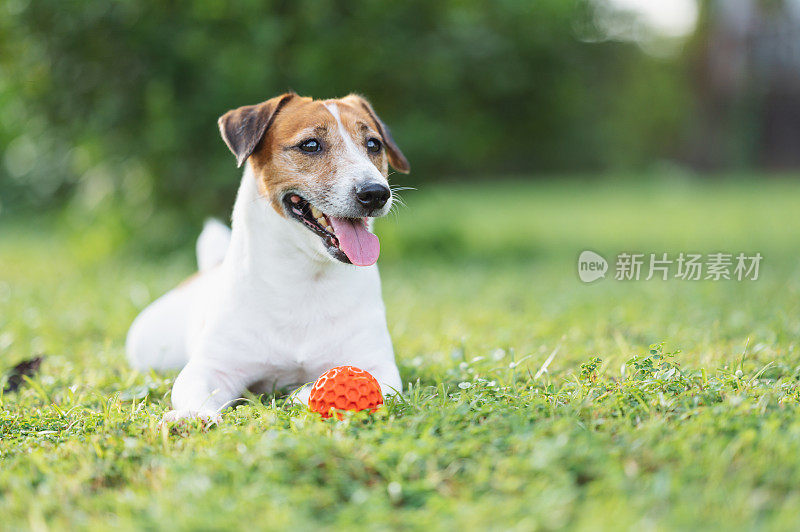 活跃的杰克罗素梗宠物狗有乐趣与他的玩具咬在绿色的草地上