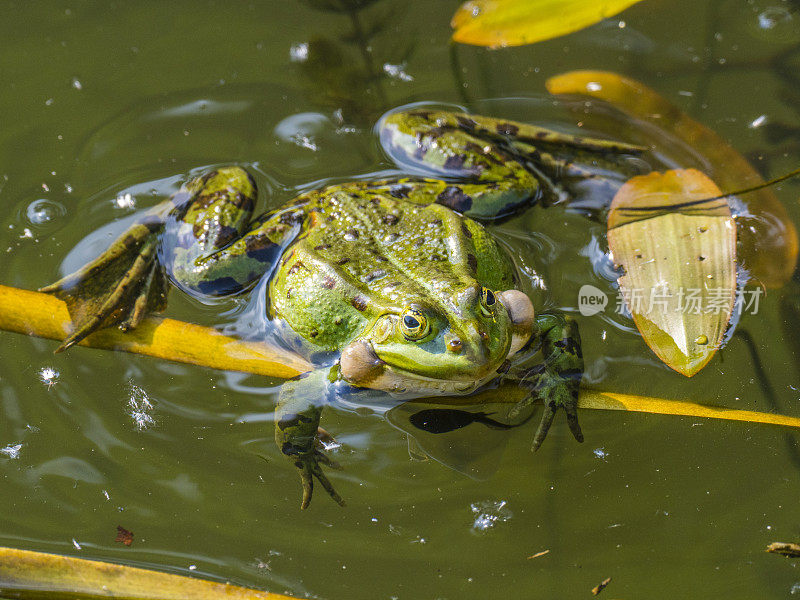 池塘里的普通水蛙在展示它的声囊