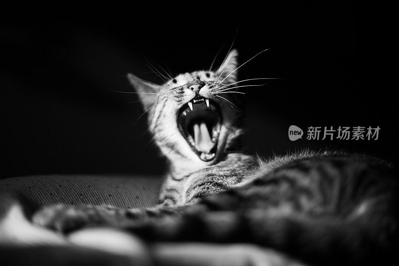 虎斑猫肖像